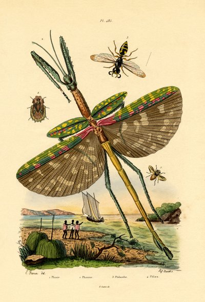 Tachinid Fly by French School